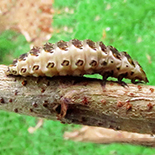 Lycidae species larva